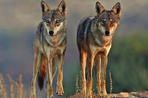 फोटो :कैलिफोर्निया विश्वविद्यालय