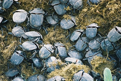 Dung beetle experiment suggests carbon dioxide is bad for insects too