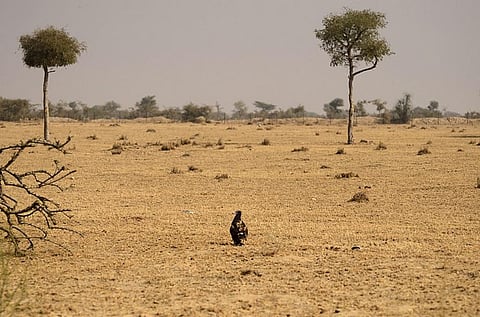 Drought in Bikaner: Cattle die of starvation, fodder costlier by over 150%