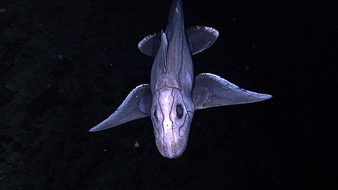 Over 390 species of sharks, rays, chimaera in danger of extinction: Study