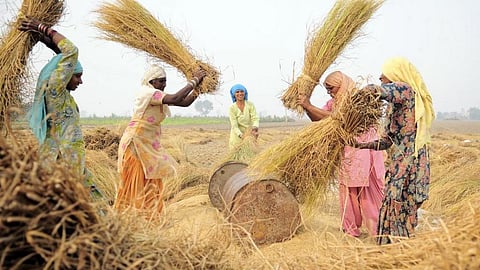 Women thresh crops in Sangrur, Punjab. Photo: Neil Palmer via Wikimedia Commons