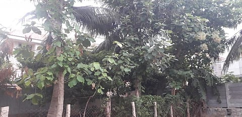 The author's home garden in Tiruchirappalli. Photo: V Sundararaju