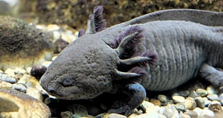 The living planet: Full coverage of 2021 biodiversity meet