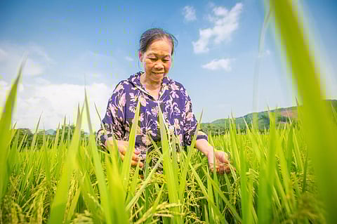 UN Food Systems Summit: Sanctioning the status quo