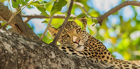 An African Leopard