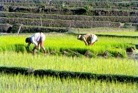 खरीफ सीजन के दो माह समाप्त, धान के रकबे में 13 प्रतिशत की कमी