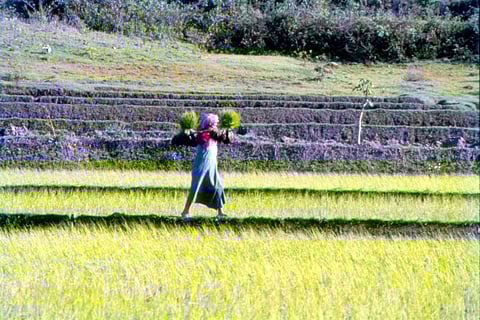A farmer becomes a labourer