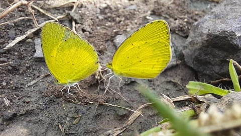 Photo By : Mehul Singh Tomar