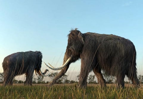 Bringing woolly mammoths back from extinction might not be such a bad idea — ethicists explain