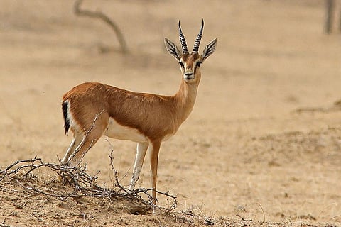 Wildmeat consumption at source countries greater threat to protected terrestrial animals than international trade