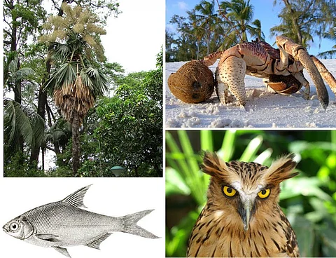 (Clockwise from left), Corypha taliera, a species of palm, the Coconut Crab, the Buffy fish-owl and the Osteobrama belangeri