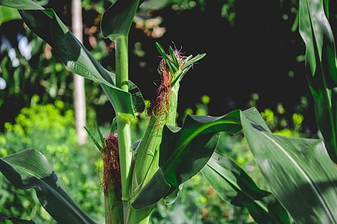 During the 2040s, there is a 50 per cent chance of the failure of staple crops such as maize in multiple regions simultaneously, according to a report by Chatham House