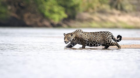 A jaguar stalks its prey in the Brazilian portion of the Pantanal, the world's largest wetland. Photo: istock
