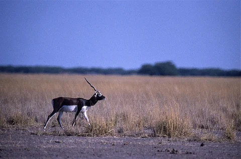 Bihar to start conservation programme for endangered blackbucks