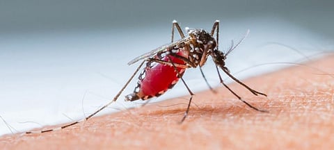 Malaria parasite can now resist main line of treatment: Uganda study