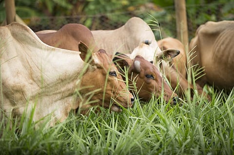 A grass native to Africa could transform the continent’s dairy yields. Here’s how