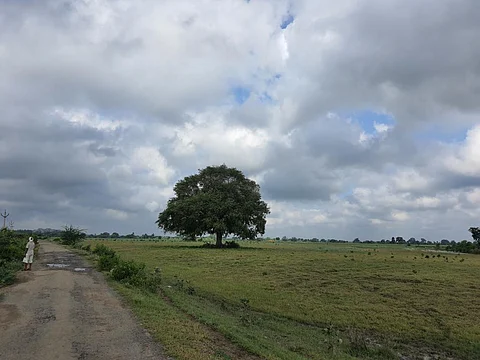 बांदा जिले के बसहरी गांव में दूर-दूर तक खेत खाली पड़े हैं। खेतों में घास और खरपतवार के अलावा कुछ नजर नहीं आ रहा। फोटो : भागीरथ