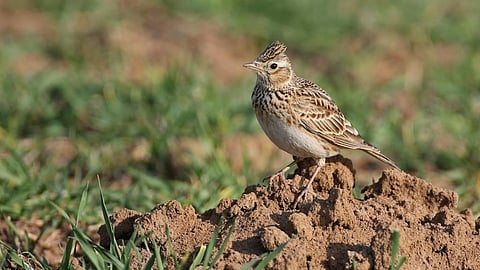 The Eurasian Skylark, one of the bird species that will be culled under the proposed draft decrees issued by President Emmanuel Macron. Photo: istock