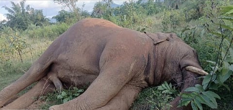 The dead tusker in Angul, Odisha. Photo: Ashis Senapati