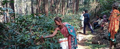 A tribal woman collecting coffee fruits from coffee plants. Photo: Ashis Senapati
