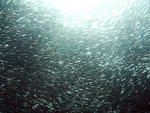 South Africa’s massive ‘sardine run’ leads fish into an ecological trap