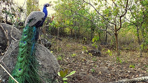 Peafowl population is growing in Kerala. But are they threatening humans?