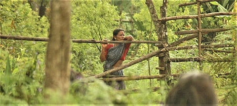 Dictionary-defined ‘forests’ will be out of forest laws?