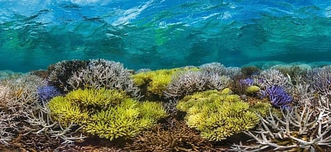 Photo: @UNEP / Twitter