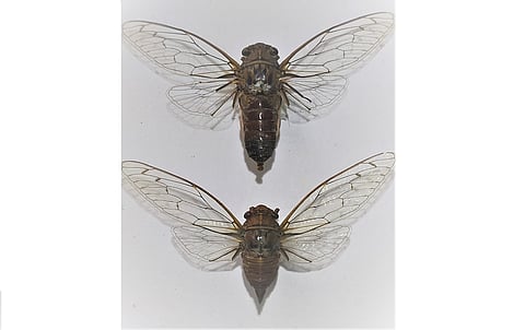 New cicada species in Nagaland underscores need for conservation