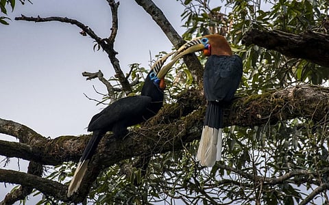 A pair of Rufousnecked hornbills. Photo: istock
