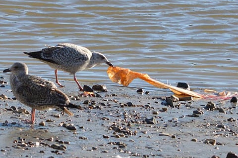 By laminating our oceans, we are choking life