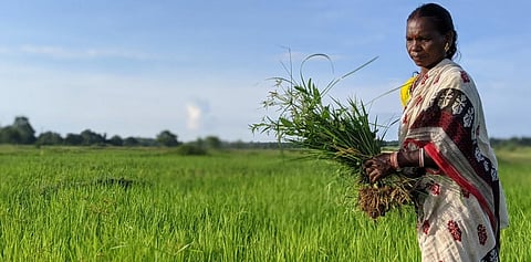 Anita Naik in her paddy field. Photo: Nima Chodon