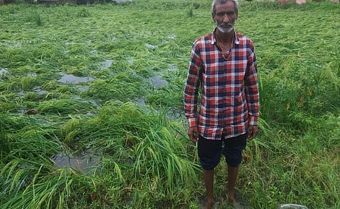 मध्य प्रदेश में हुई भारी बारिश की वजह से खड़ी फसल को भारी नुकसान पहुंचा है। फोटो: राकेश कुमार मालवीय