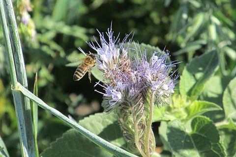 फोटो : विकिमीडिया कॉमन्स