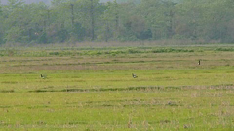 Development projects threaten Bengal florican habitat in Assam