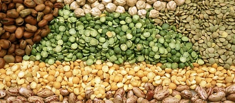 Pulse varieties in the Himalayas are decreasing