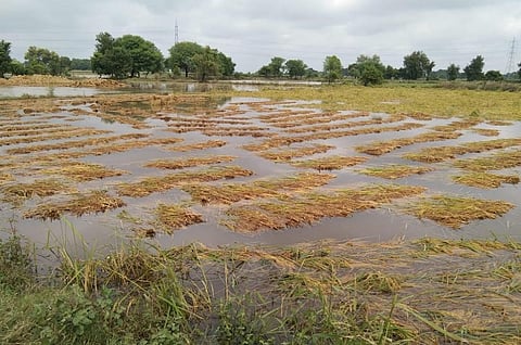 उत्तर प्रदेश में हुई बारिश में धान की फसल को खासा नुकसान पहुंचा है। फोटो: नीतू सिंह