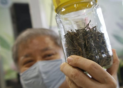 Thailand inmates are taking green chiretta to fight mild COVID: Here’s what we know about this herbal drug