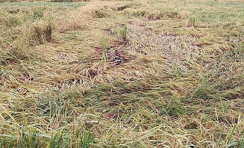 उत्तर बिहार के शिवहर इलाके में बारिश से धान की फसल बर्बाद हो गई। फोटो: पुष्यमित्र
