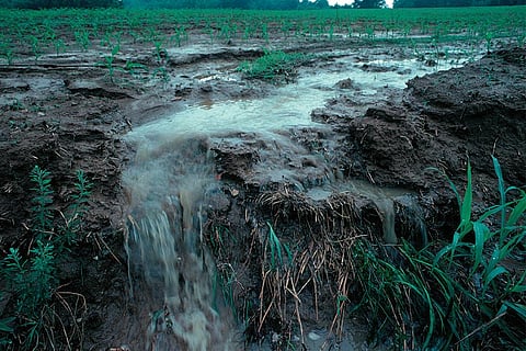 फोटो : विकिमीडिया कॉमन्स