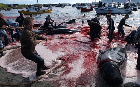 108 long-finned pilot whales were beached and killed on July 23, 2010 in Tórshavn, the capital of the Danish Faroe Islands in the North Atlantic Ocean. The Faroese have a long tradition of eating the meat and blubber of pilot whales. Photo: istock