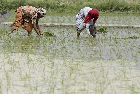 Heavy rains damage paddy crop in Bihar’s Seemanchal and Kosi regions