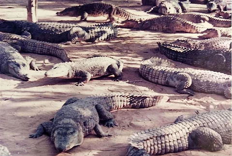1986 TCCCP visit Sathanur project Tamilnadu