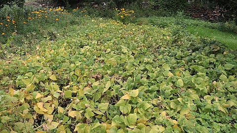 हिमाचल के जनजातीय इलाके लाहाैल में बीमारी के कारण खराब हुई राजमा की फसल। फोटो: रोहित पराशर