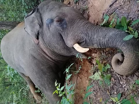 On same day, 3 elephants die in 2 Odisha districts