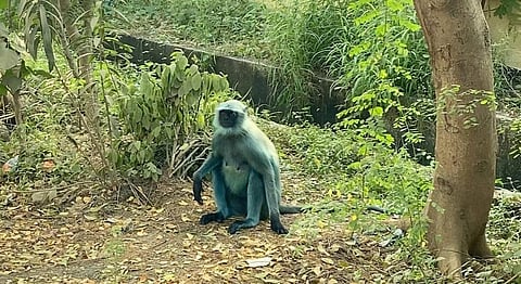 A blue langur spotted October 23 in Ankleshwar's industrial zone. Photo: Manish Rana