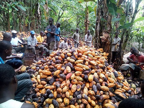 Child slavery in West Africa: Understanding cocoa farming is key to ending the practice