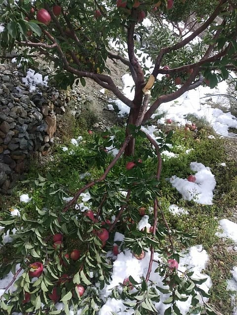 हिमाचल प्रदेश के किन्नौर जिले के शलखर गांव में बर्फबारी के कारण क्षतिग्रस्त हुई सेब की फसल और पेड़। फोटो: रोहित पराशर