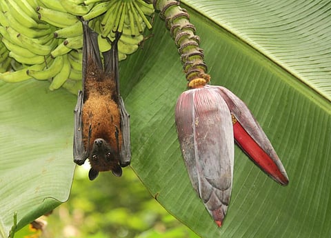 Unfounded fears of contagion threaten bat population in Kerala