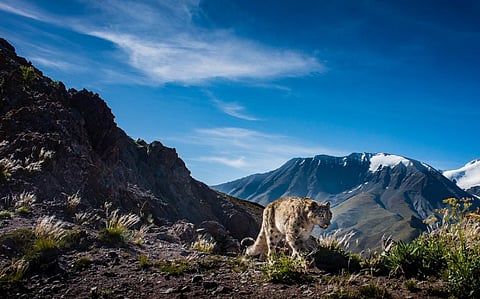 A snow leopard. Photo: Behzad Larry